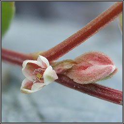 Black Bindweed, Fallopia convolvulus, Gl�ineach dhubh