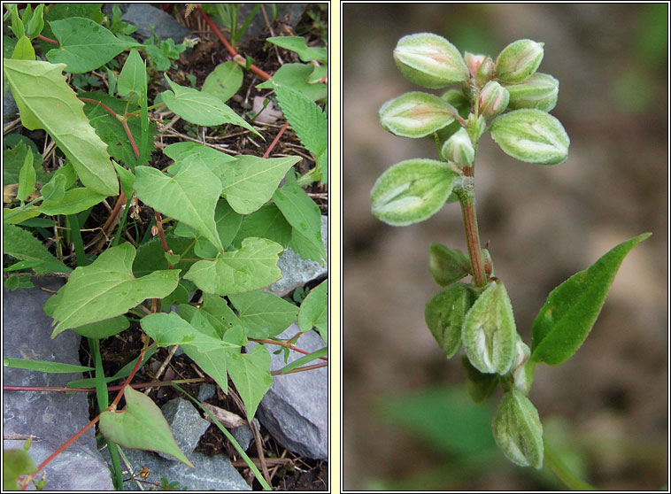 Black Bindweed, Fallopia convolvulus, Gl�ineach dhubh