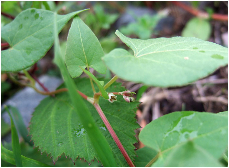 Black Bindweed, Fallopia convolvulus, Gl�ineach dhubh