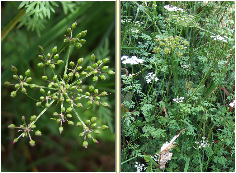Fool's Parsley, Aethusa cynapium, Peirsil amaide