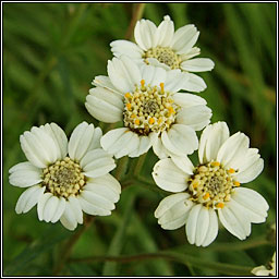 Sneezewort, Achillea ptarmica, Lus corr�in