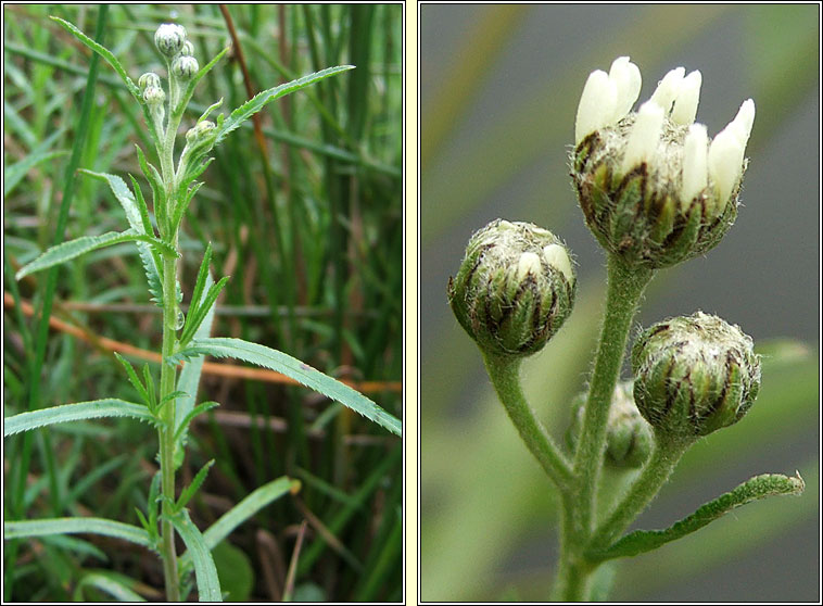 Sneezewort, Achillea ptarmica, Lus corr�in