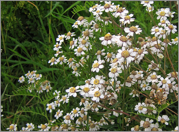 Sneezewort, Achillea ptarmica, Lus corr�in