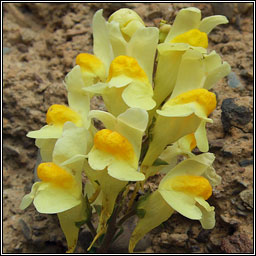 Common Toadflax, Linaria vulgaris, Buafl�on