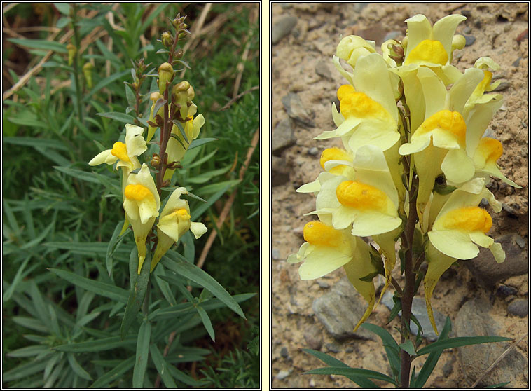 Common Toadflax, Linaria vulgaris, Buafl�on