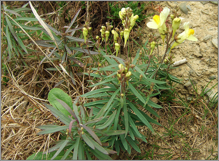 Common Toadflax, Linaria vulgaris, Buafl�on