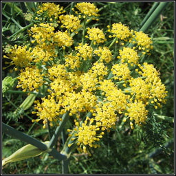 Fennel, Foeniculum vulgare, Fin�al
