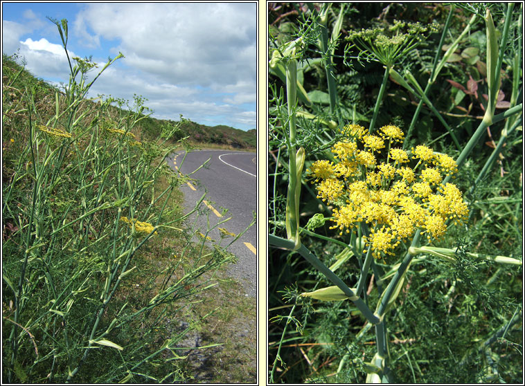 Fennel, Foeniculum vulgare, Fin�al