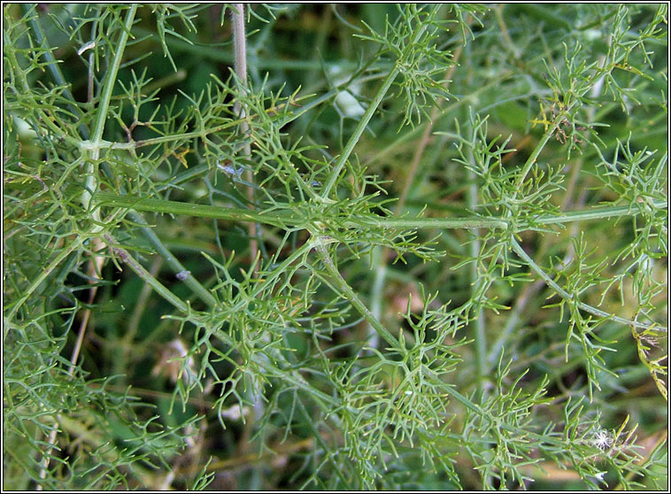 Fennel, Foeniculum vulgare, Fin�al