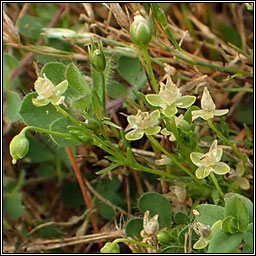 Annual Pearlwort, Sagina apetala, Mong�n lom