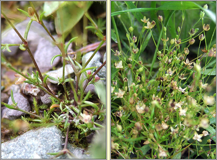 Annual Pearlwort, Sagina apetala, Mong�n lom