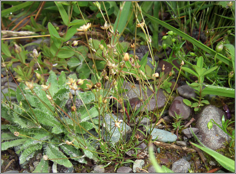Annual Pearlwort, Sagina apetala, Mong�n lom