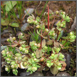 Allseed, Linum radiola, Gath�n l�n