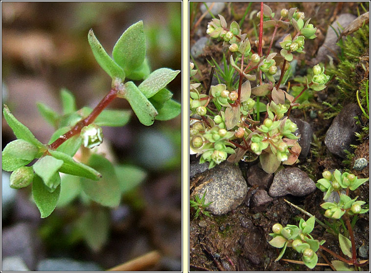 Allseed, Linum radiola, Gath�n l�n