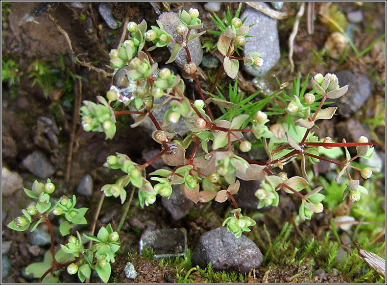 Allseed, Radiola linoides, Gath�n l�n