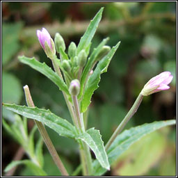 Short-fruited Willowherb, Epilobium obscurum, saileach�n caol