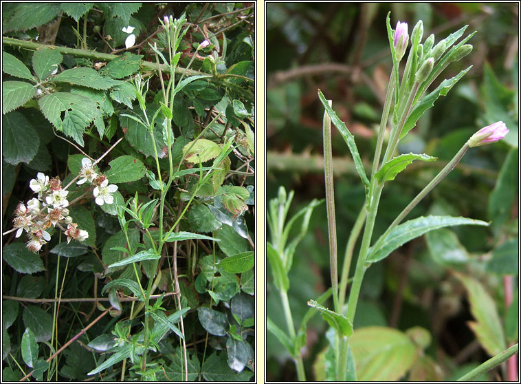 Short-fruited Willowherb, Epilobium obscurum, saileach�n caol