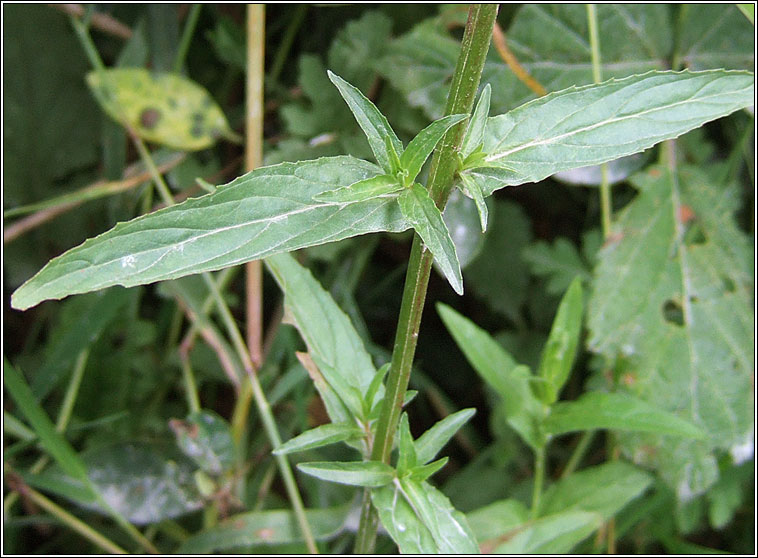 Short-fruited Willowherb, Epilobium obscurum, saileach�n caol