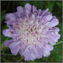 Field Scabious, Knautia arvensis, Cab an ghas�in