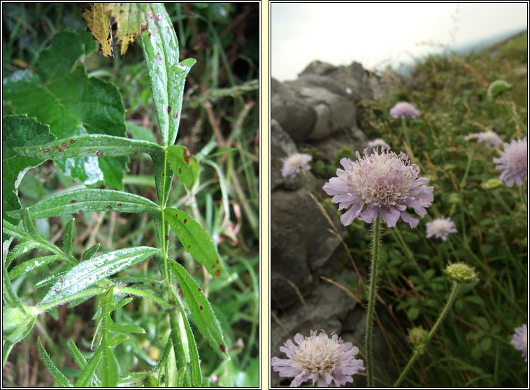 Field Scabious, Knautia arvensis, Cab an ghas�in