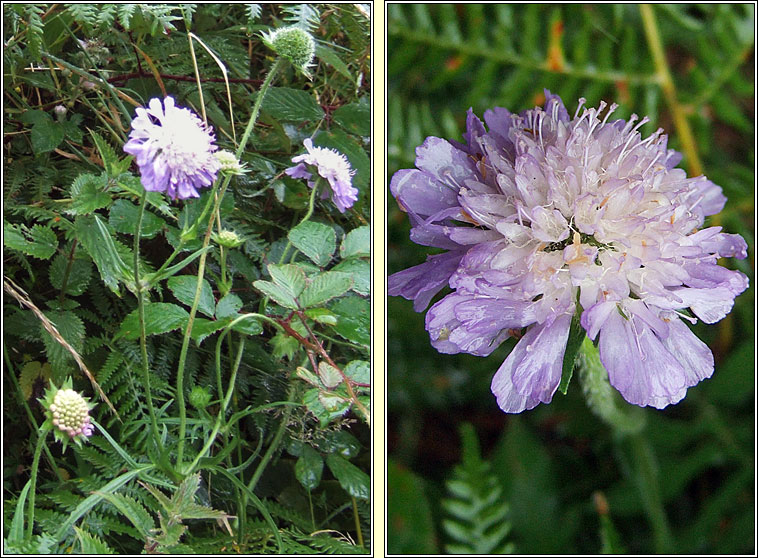 Field Scabious, Knautia arvensis, Cab an ghas�in