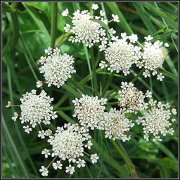 Parsley Water-Dropwort, Oenanthe lachenalii, D�thabha peirsile