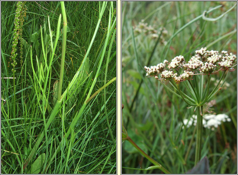Parsley Water-Dropwort, Oenanthe lachenalii, D�thabha peirsile