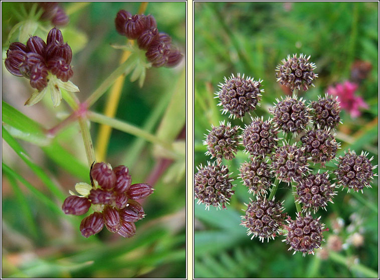 Parsley Water-Dropwort, Oenanthe lachenalii, D�thabha peirsile