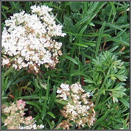 Sea Carrot, Daucus carota subsp gummifer, Mealbhac�n mara