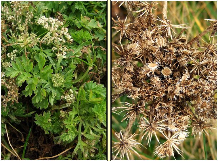 Sea Carrot, Daucus carota subsp gummifer, Mealbhac�n mara