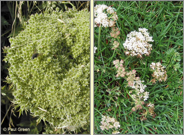 Sea Carrot, Daucus carota subsp gummifer, Mealbhac�n mara