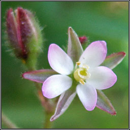 Lesser Sea-spurrey, Spergularia marina, Cabr�is mhara bheag