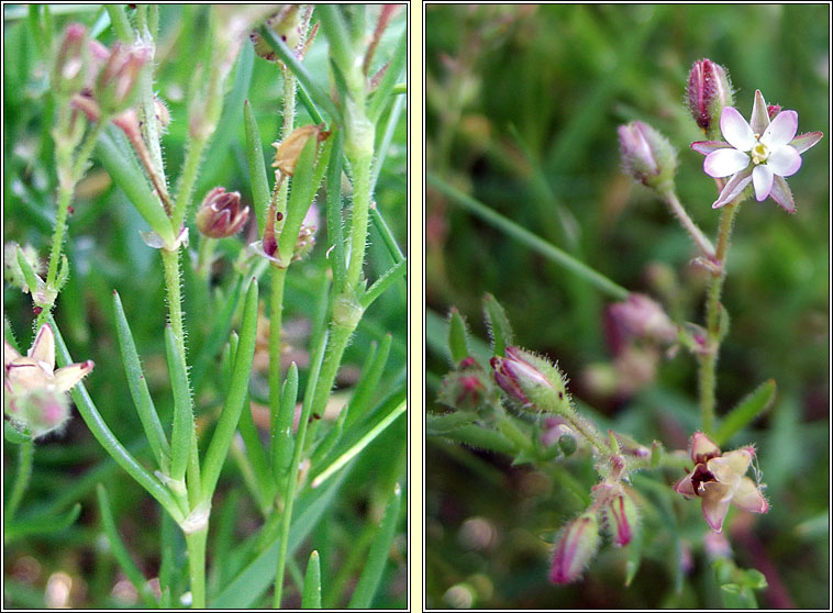 Lesser Sea-spurrey, Spergularia marina, Cabr�is mhara bheag