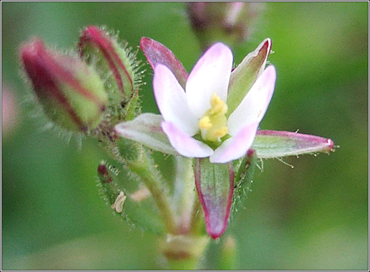 Lesser Sea-spurrey, Spergularia marina, Cabr�is mhara bheag