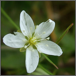 Knotted Pearlwort, Sagina nodosa, Mong�n gl�ineach