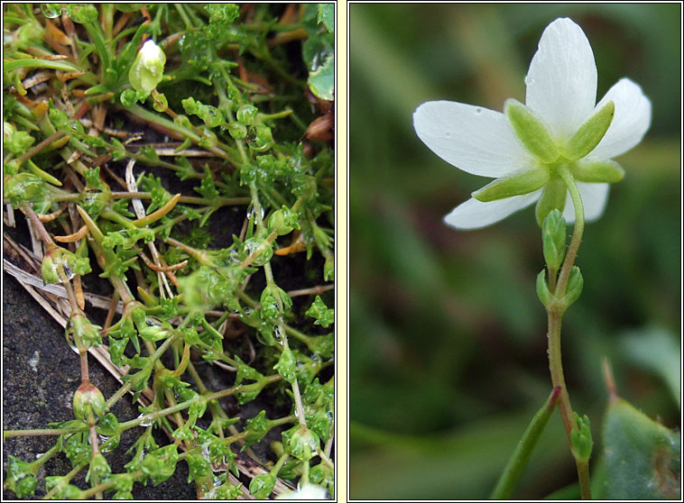 Knotted Pearlwort, Sagina nodosa, Mong�n gl�ineach