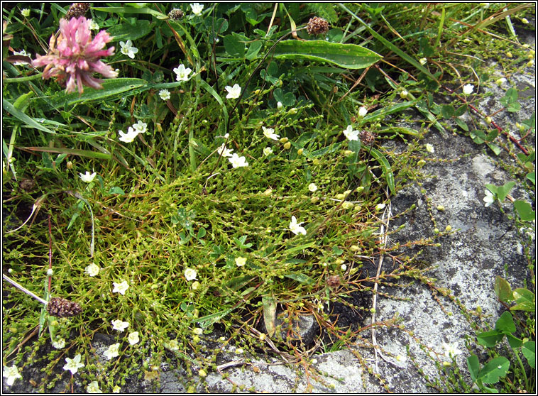 Knotted Pearlwort, Sagina nodosa, Mong�n gl�ineach
