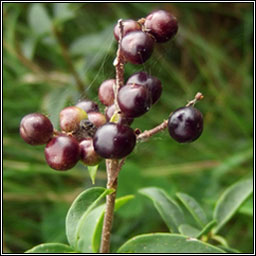 Wild Privet, Ligustrum vulgare, Pribh�ad