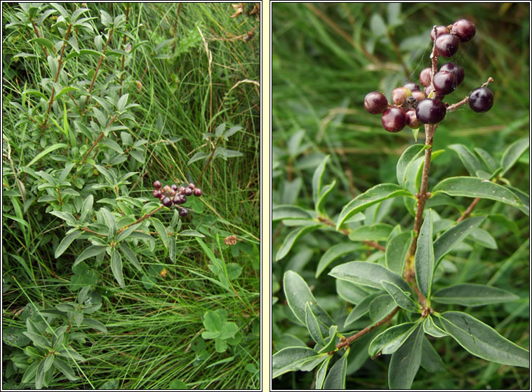 Wild Privet, Ligustrum vulgare, Pribh�ad