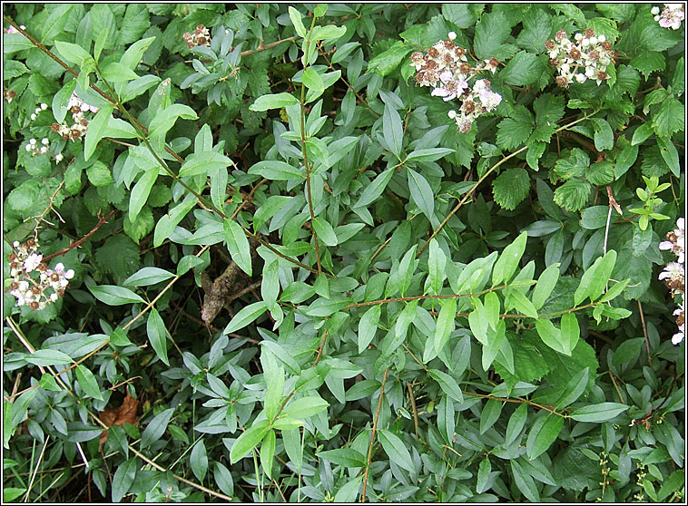 Wild Privet, Ligustrum vulgare, Pribh�ad