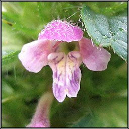 Bifid Hemp-nettle, Galeopsis bifida, Ga b�i