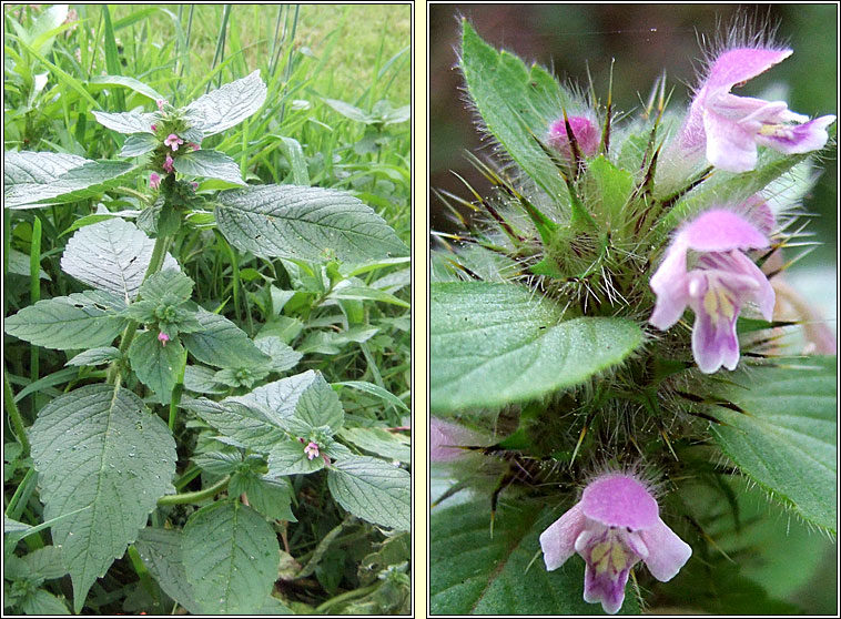 Bifid Hemp-nettle, Galeopsis bifida, Ga b�i