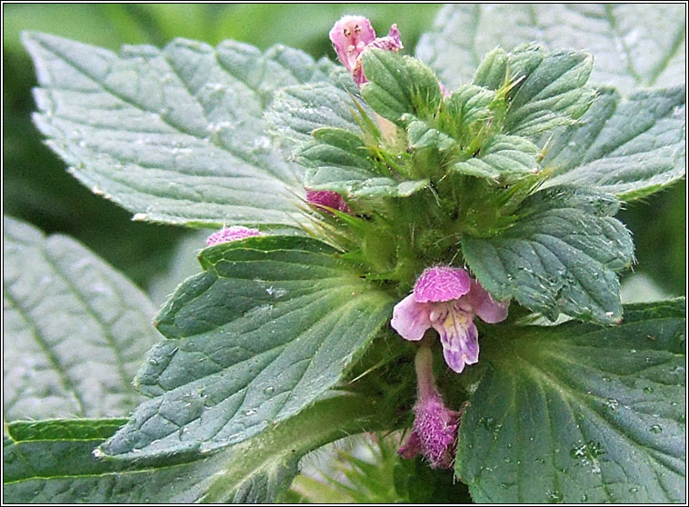 Bifid Hemp-nettle, Galeopsis bifida, Ga b�i