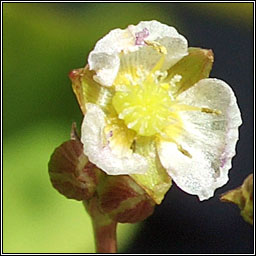 Narrow-leaved Water-plantain, Alisma lanceolatum, Corrchop�g chaol