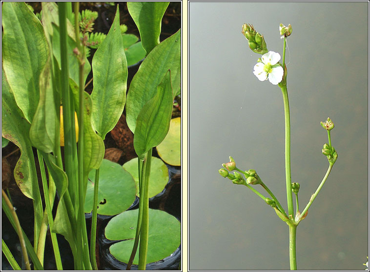 Narrow-leaved Water-plantain, Alisma lanceolatum, Corrchop�g chaol