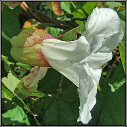 Large Bindweed, Calystegia silvatica, Ialus m�r