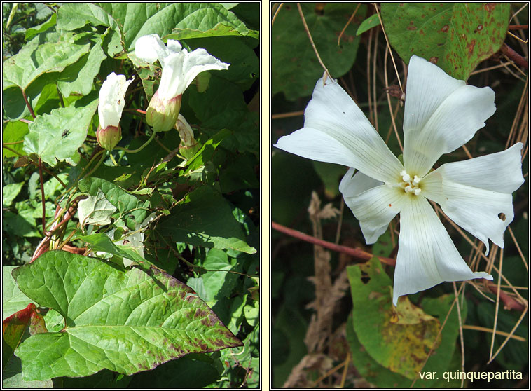 Large Bindweed, Calystegia silvatica, Ialus m�r