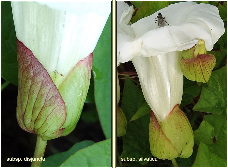 Large Bindweed, Calystegia silvatica, Ialus m�r