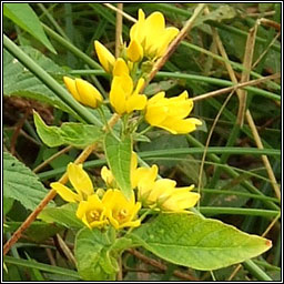 Yellow Loosestrife, Lysimachia vulgaris, Breall�n l�ana