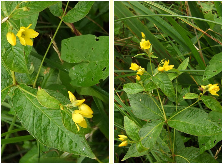 Yellow Loosestrife, Lysimachia vulgaris, Breall�n l�ana